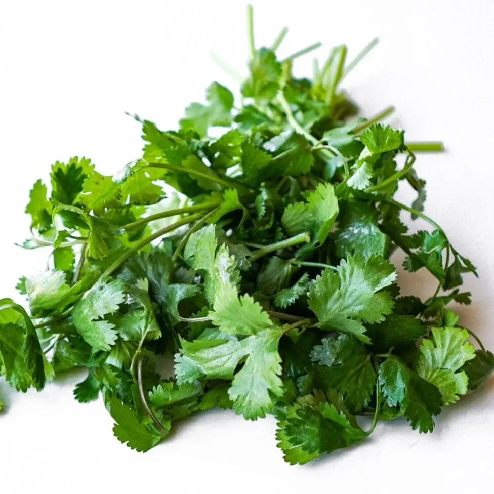 Cilantro in a white dish, from above